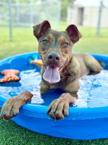 Help Make a Difference | Cape Coral Animal Shelter’s Virtual Auction opens Monday